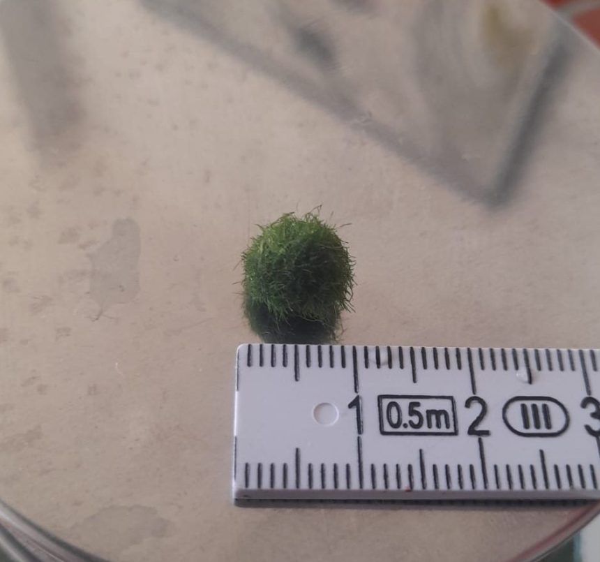 MARIMO Ball – Aquaterra Chile