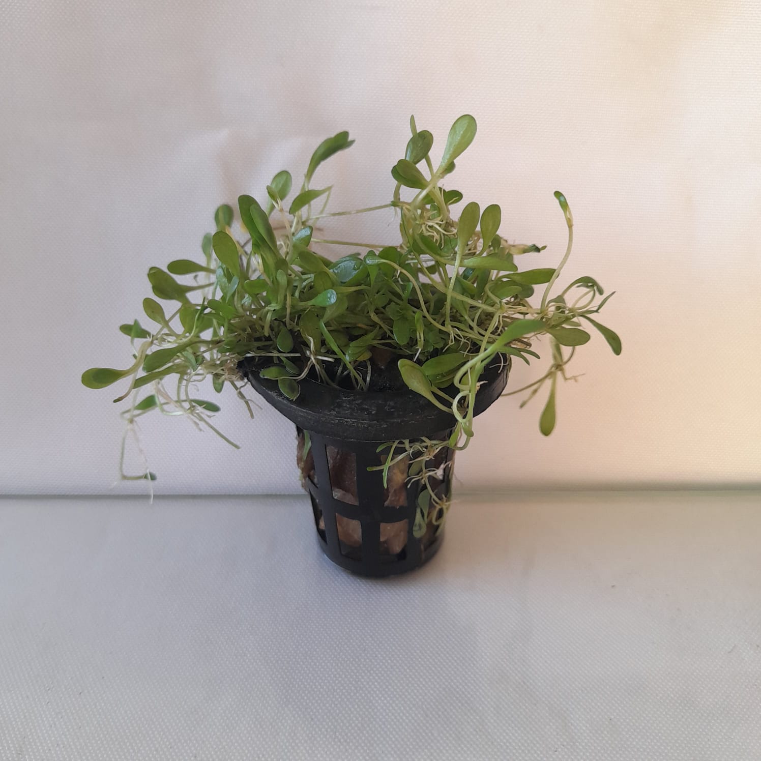 WhatsApp Image 2025-12-14 at 18.46.59